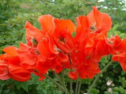 Picture of Sweet Pea - Red Ensign